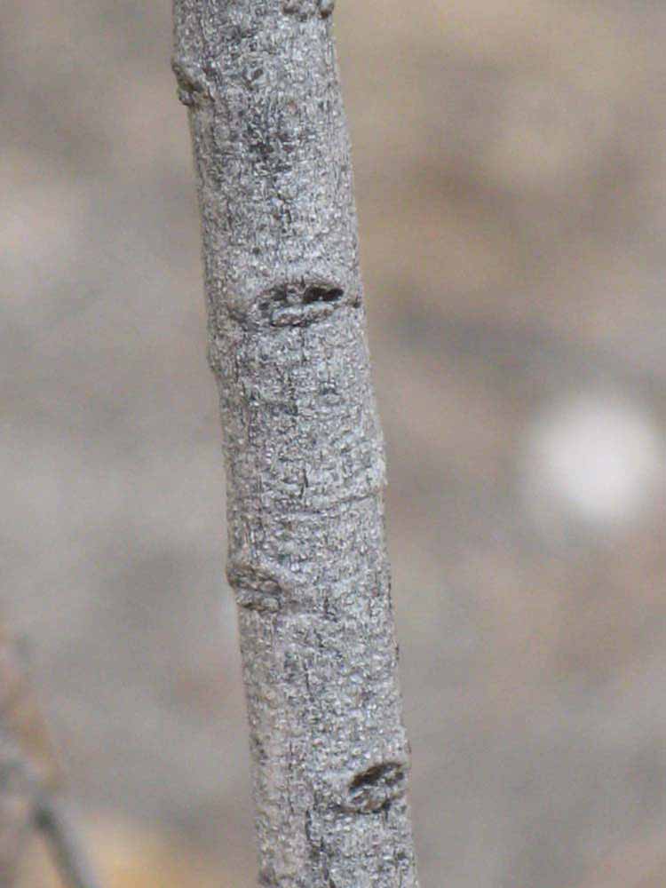              Second - third year twig (Riverside, CA)       